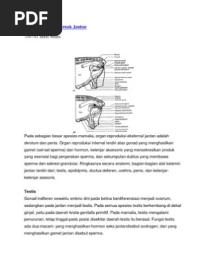 Alat Reproduksi Ternak