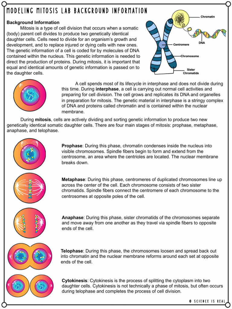 Mitosis Cookie Lab: Cell Division Model | PDF | Mitosis | Chromosome