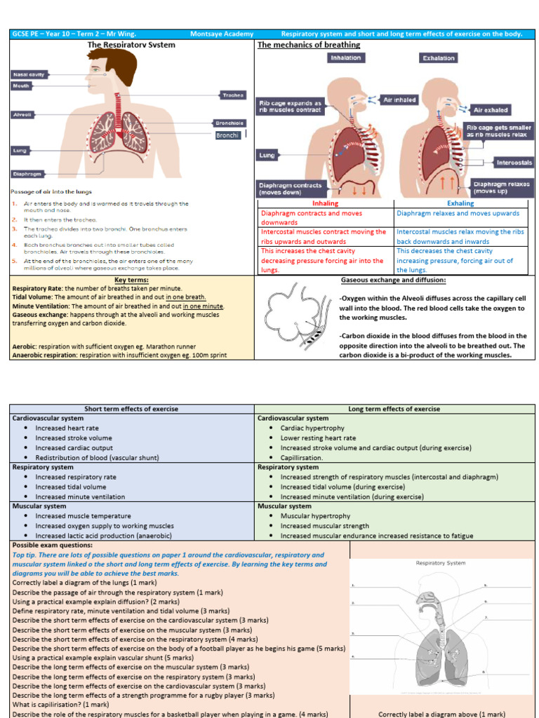 Effects of Exercise on the Body | PDF | Breathing | Respiratory System