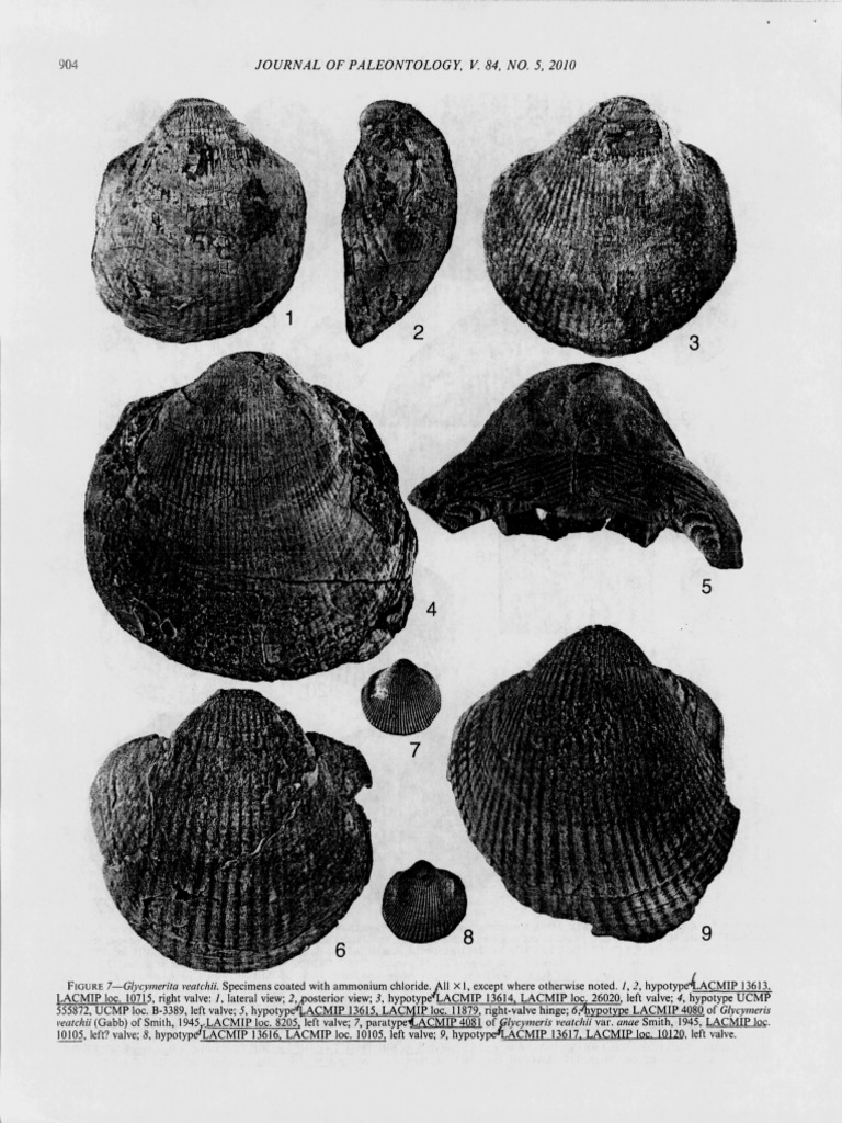 Journal of Paleontolog Y, V. 84, No. 5, 2010 | PDF