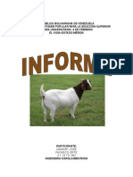 Informe Daimaris