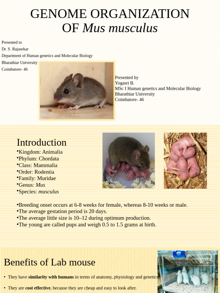 Genome Organization of Mus Musculus | PDF | Human Genome | Genome