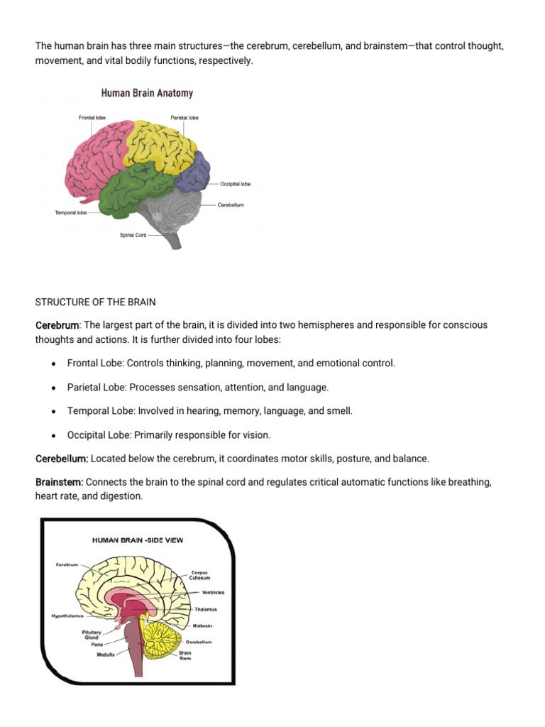 Effects of Drugs On The Brain | PDF | Pituitary Gland | Central Nervous ...