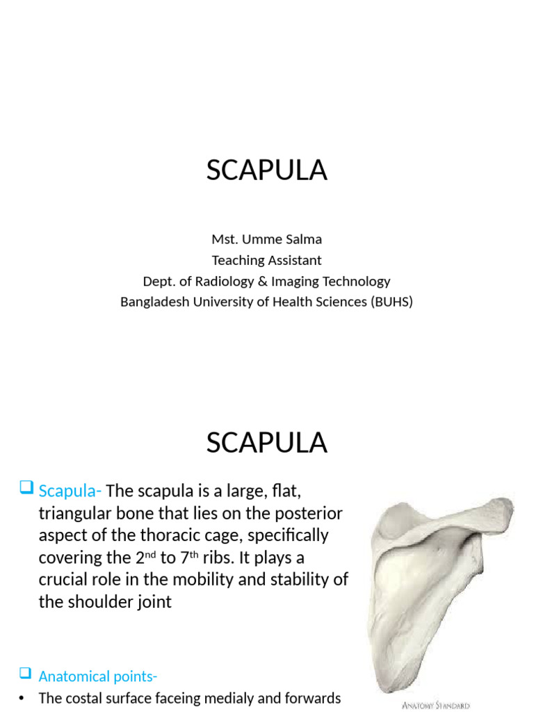Scapula Anatomy Overview | PDF | Musculoskeletal System | Limbs (Anatomy)