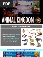 Class 11 Animal Kingdom Overview | PDF | Sponge | Biology