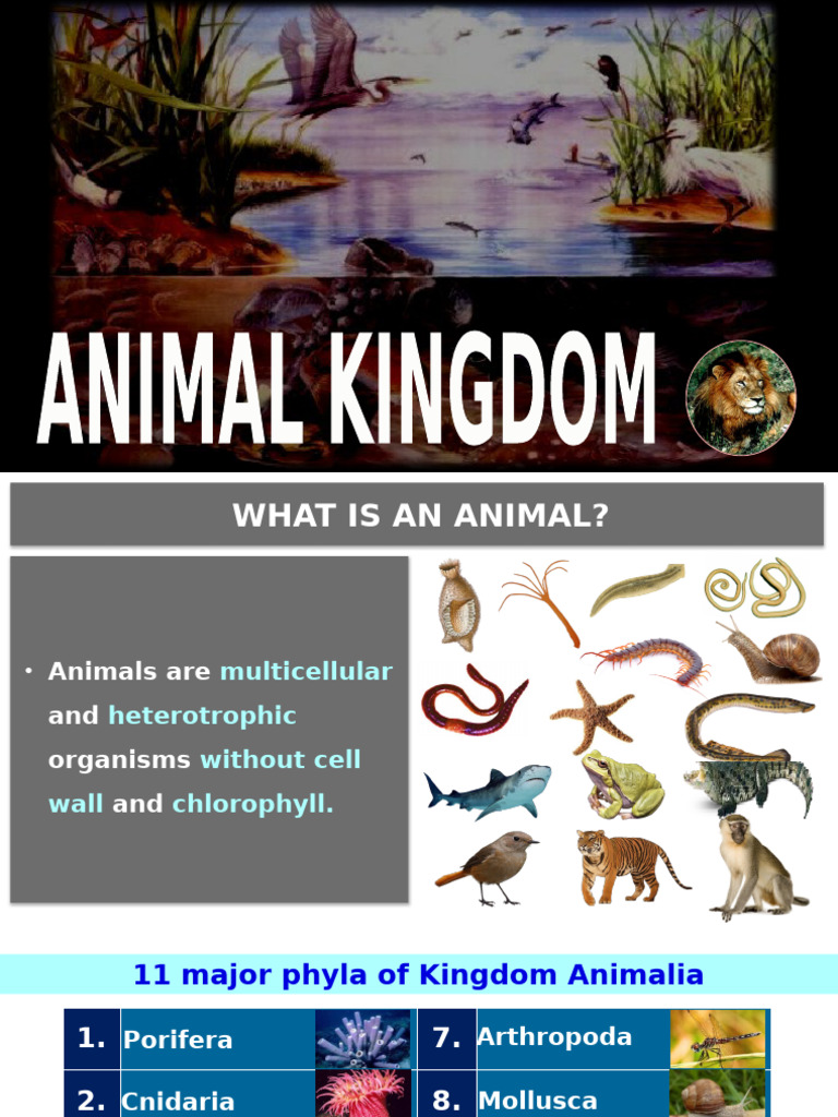 4 Animal Kingdom Edi | PDF | Mollusca | Coral
