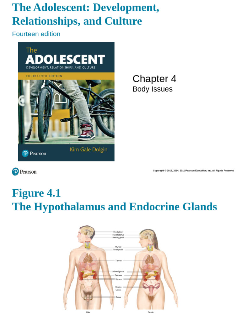 Dolgin PPT Art Chapter 04 | PDF | Adolescence | Breast