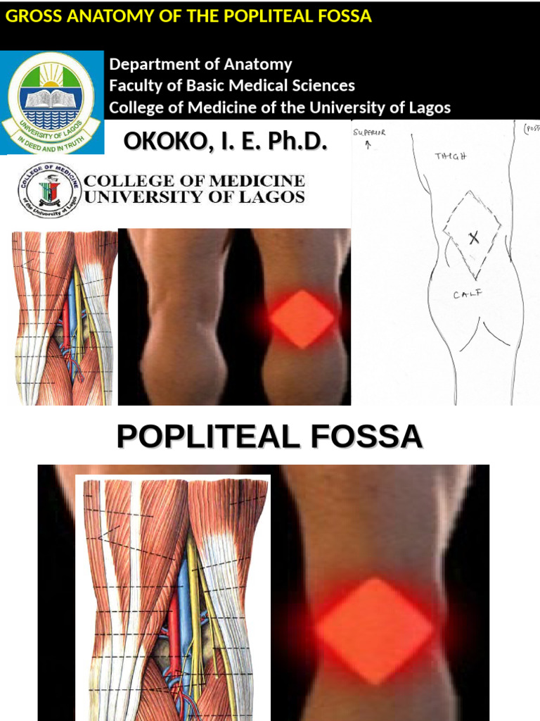 Anatomy of the Popliteal Fossa | PDF | Human Leg | Knee