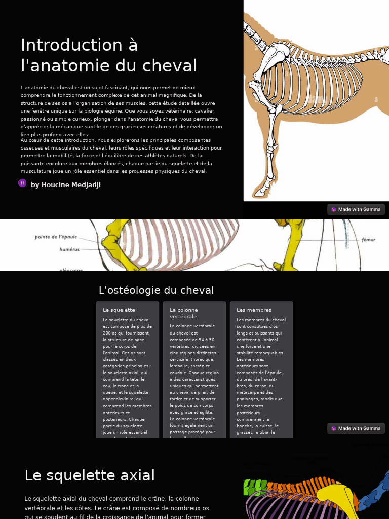 Anatomie du cheval : vertèbres et muscles | PDF | Pied | Système ...