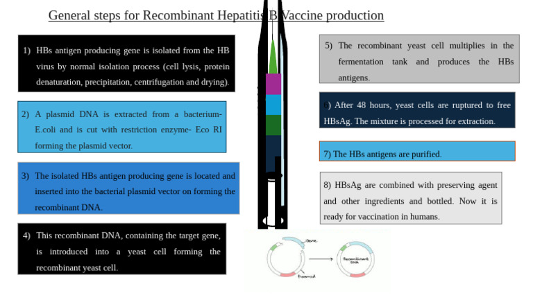 Gen Steps For Recomb Hepatitis B Vaccine Production | PDF