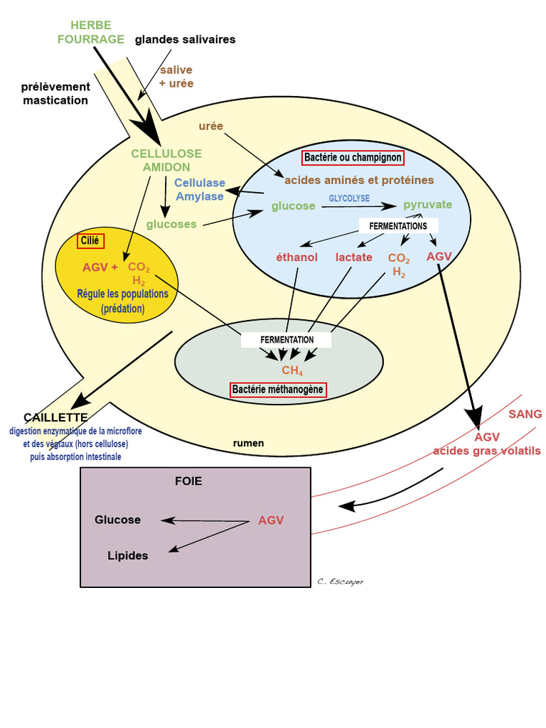Digestion et Fermentation dans le Rumen | PDF
