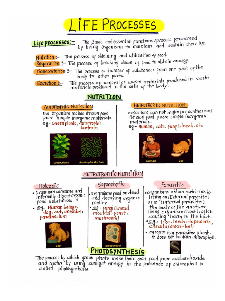 Life Processes Handwritten Notes (1) (1) - Merge | PDF