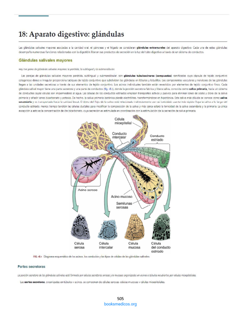 Histologia de Glandulas Exocrinas y Endocrinas | PDF