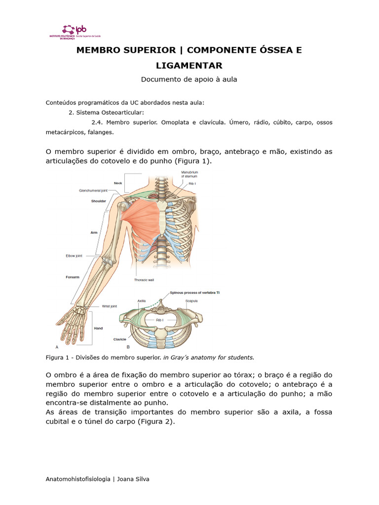 Anatomia do Membro Superior Humano | PDF | Cotovelo | Anatomia humana