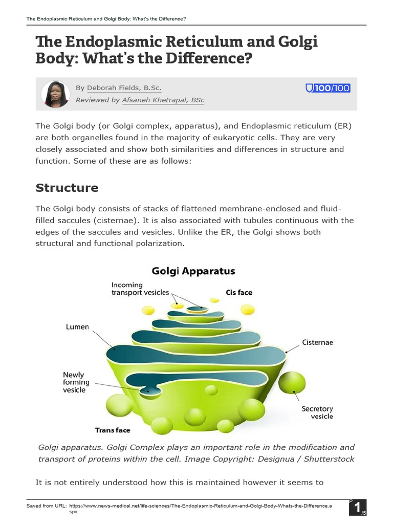 Endoplasmic Reticulum vs. Golgi Body | PDF | Endoplasmic Reticulum ...
