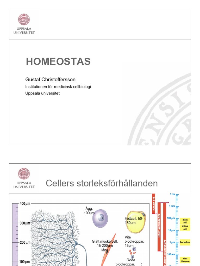 homeostas-christoffersson-ht2024-3-pdf