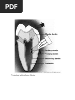 Download Dentine Pulp by Nora Abdulkarim SN94170834 doc pdf