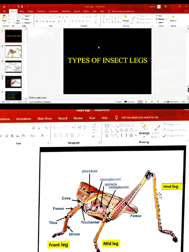 Insect Legs | PDF
