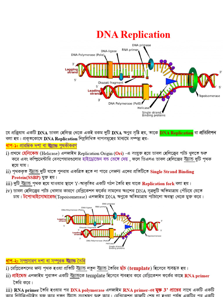 DNA Replication | PDF