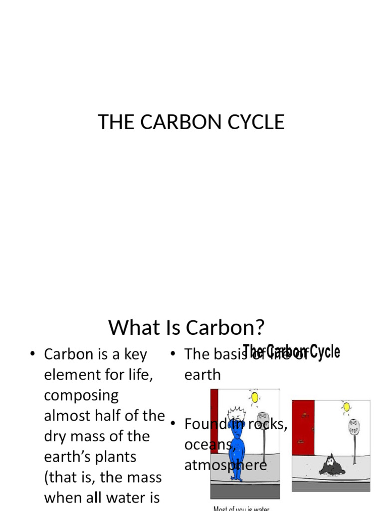 Understanding the Carbon Cycle | PDF | Carbon Cycle | Carbon Sink