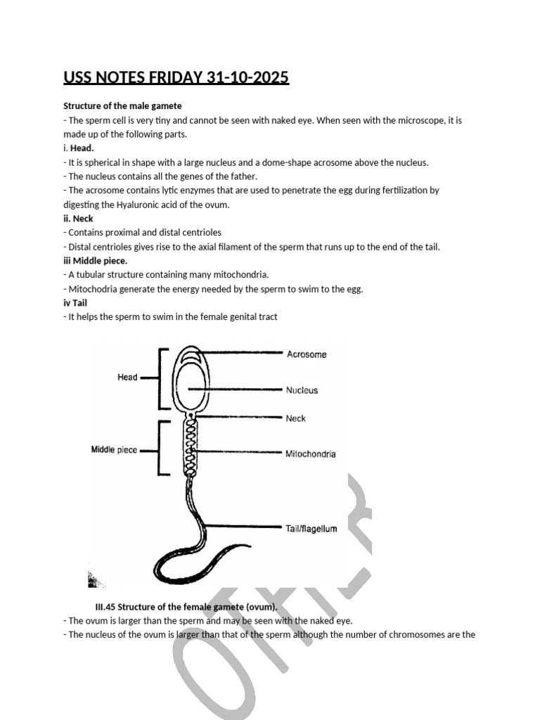 Uss Notes Friday 31-10-2025 | PDF | Fertilisation | Sperm