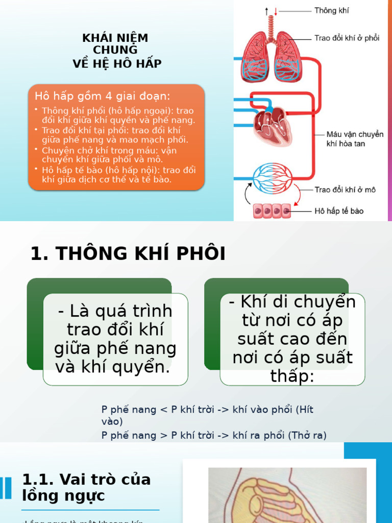 Sinh Lí Hô HP | PDF