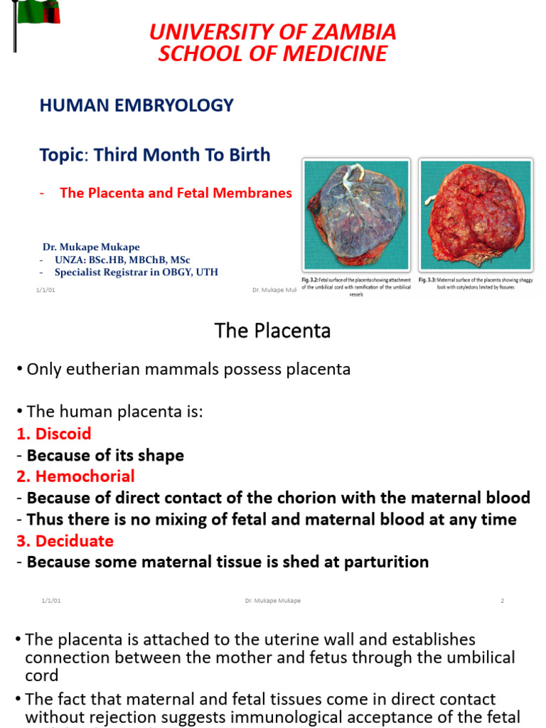 Chorionic and Basal Plate Overview | PDF | Placenta | Artery
