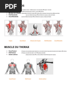 Anatomie de l'appareil extenseur des doigts | PDF | Main | Appareil ...