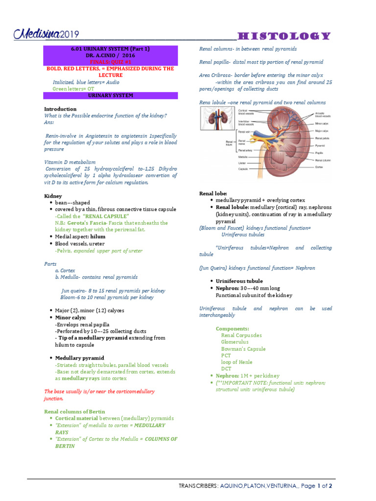 6.01 Urinary System Part 1 - Dr. Cinio | PDF | Kidney | Organ (Anatomy)