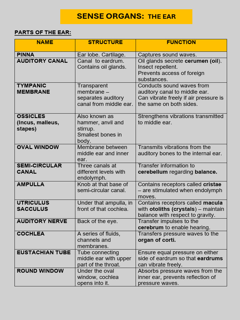 Anatomy and Function of the Ear | PDF | Ear | Hearing