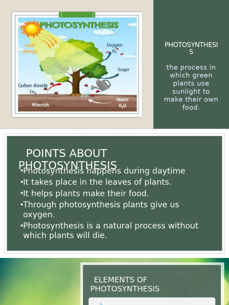 Understanding Photosynthesis Basics | PDF