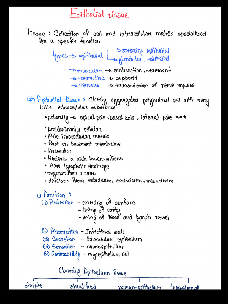 Epithelial Tissue | PDF