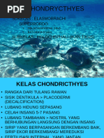 Overview of Batomorphi Classification | PDF | Vertebrates | Elasmobranchii