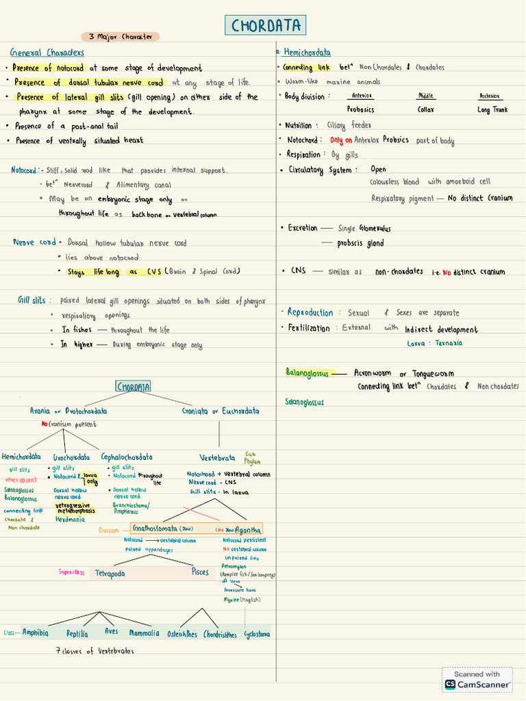 Overview of Chordata Classification | PDF | Vertebrates | Chordates