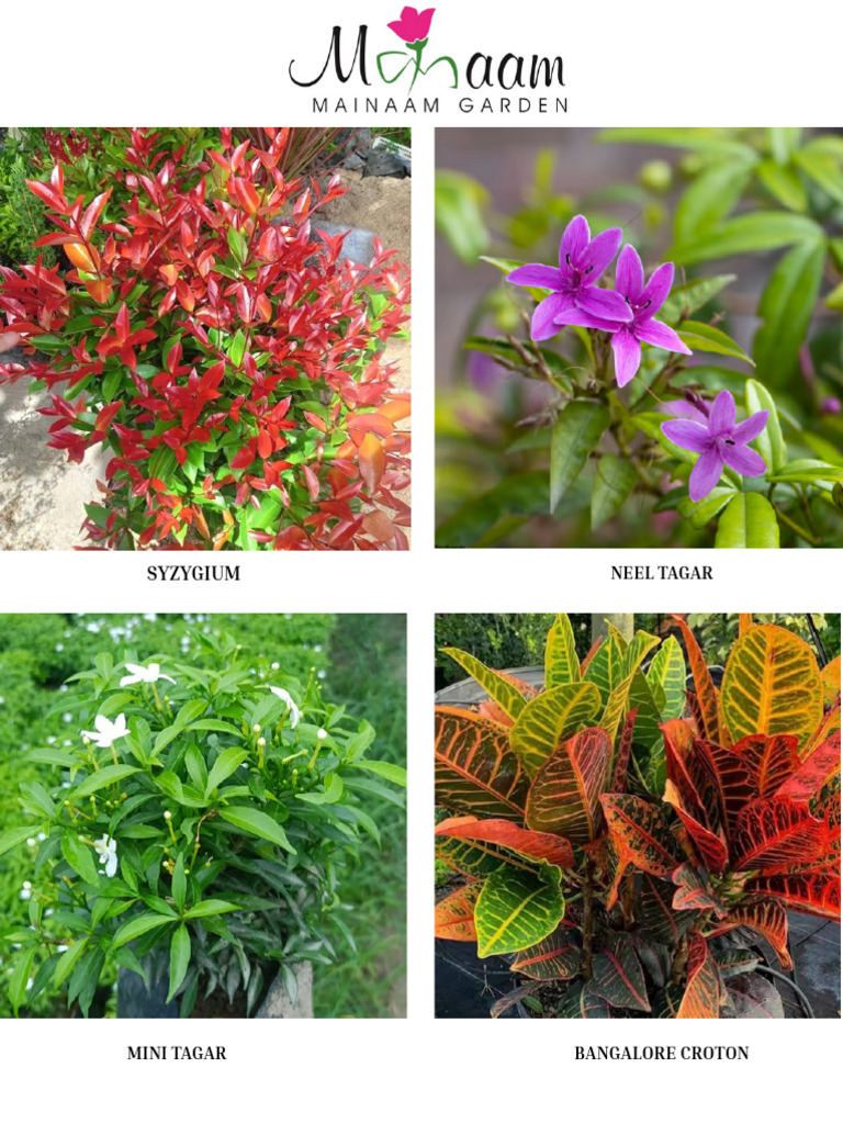 June Catalouge (1) | PDF
