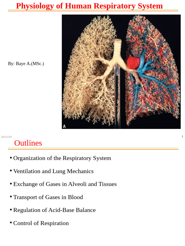 Human Respiratory System Physiology | PDF | Respiratory Tract | Lung