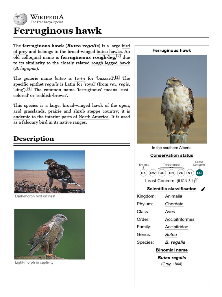 Largest North American Hawk: Ferruginous | PDF | Birds | Zoology