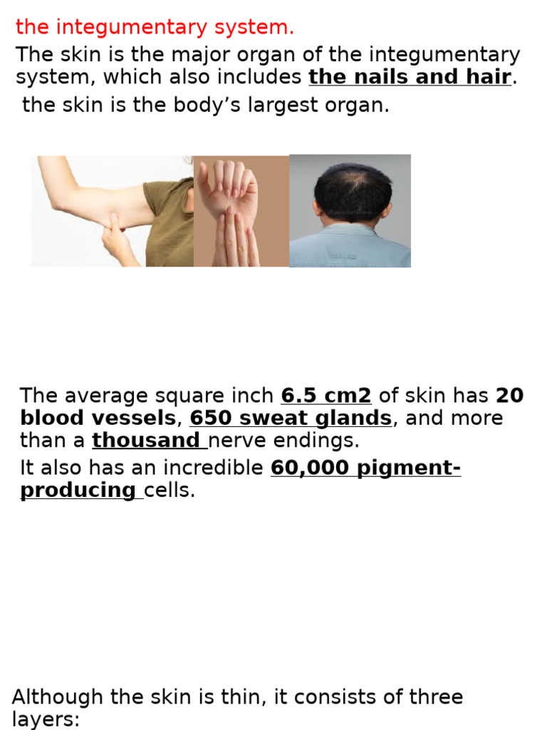 Integumentary System 1 | PDF | Skin | Integumentary System