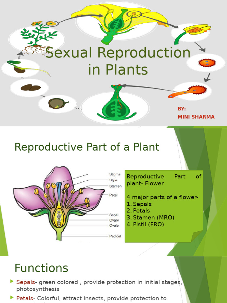 Sexual Reproduction in Plants | PDF | Pollination | Flowers