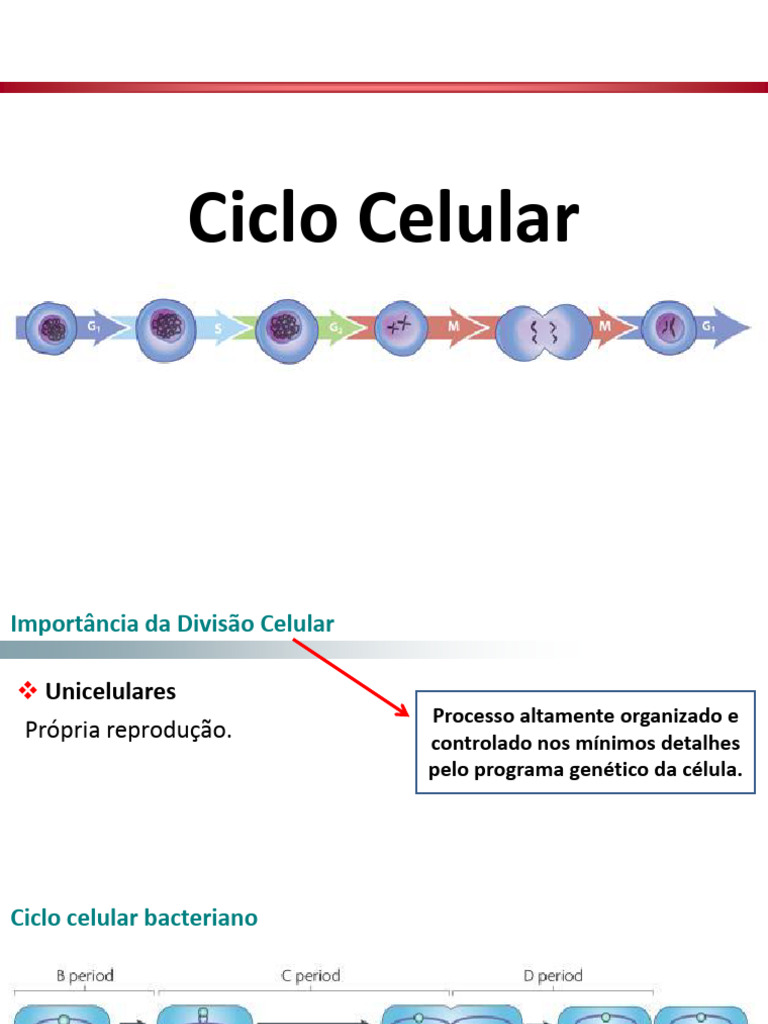 Bio - Cel - II - Grad - Aula02 - Ciclo Celular | PDF | Célula (Biologia ...