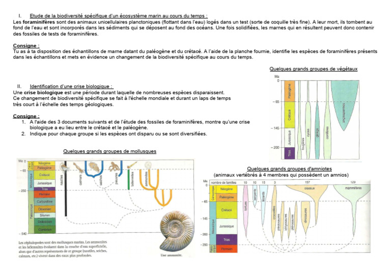 Biodiversité des foraminifères au temps | PDF