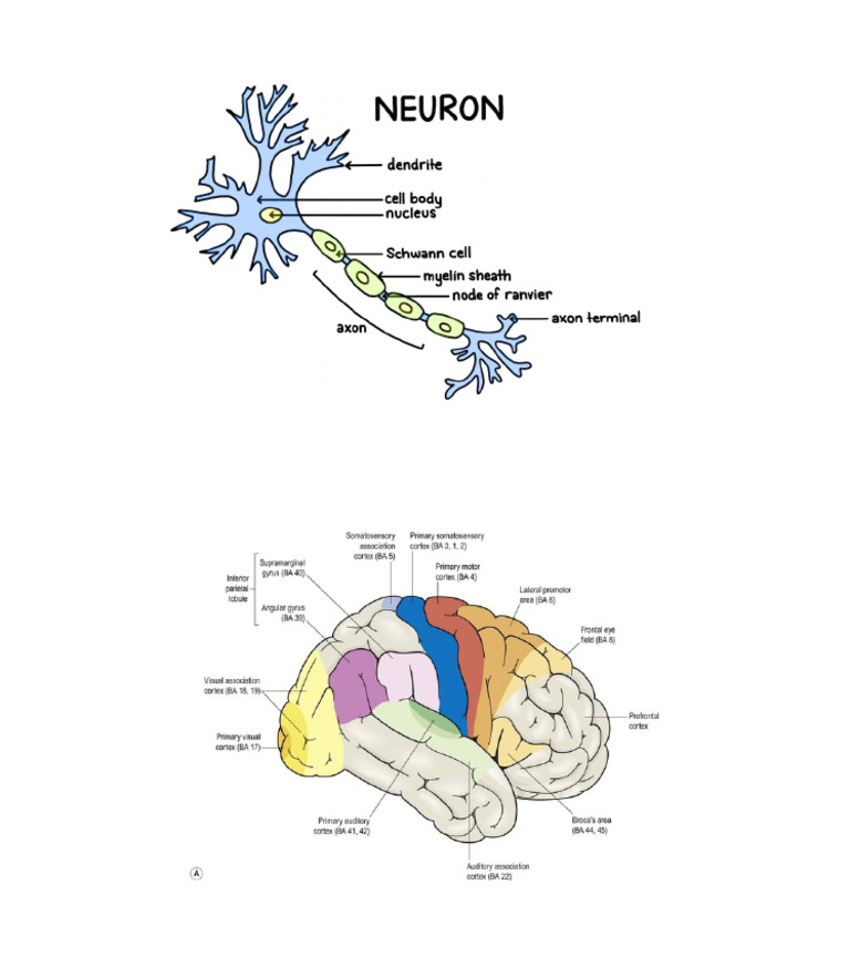 Bio Picsss | PDF