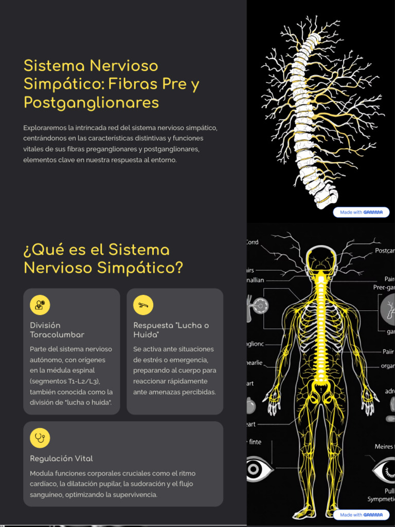 Sistema Nervioso Simpatico Fibras Pre y Postganglionares | PDF ...