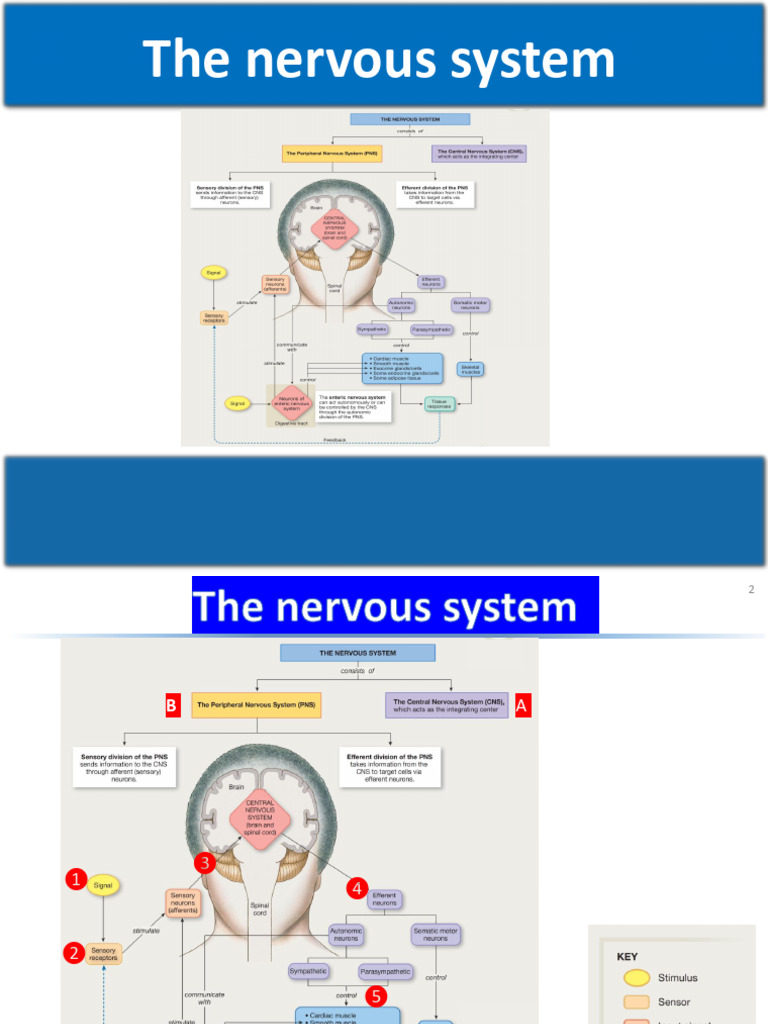 Overview of the Nervous System | PDF | Cerebrum | Neuron