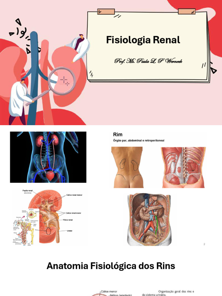Fisiologia e Funções dos Rins | PDF | Rim | Especialidades médicas