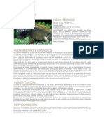Cuidados y alimentación de la iguana verde