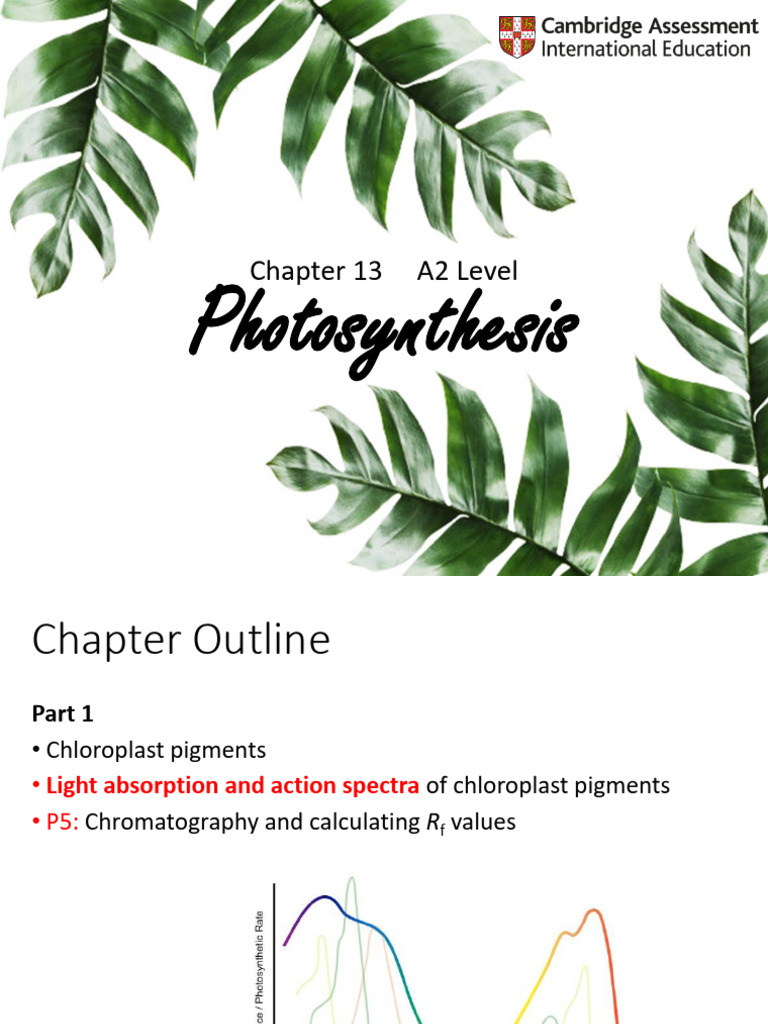 A2 Photosynthesis Overview and Processes | PDF | Photosynthesis ...