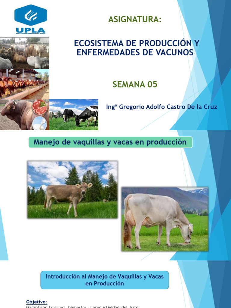 Manejo Efectivo de Vaquillas y Vacas Lecheras | PDF | Vacas | Parto