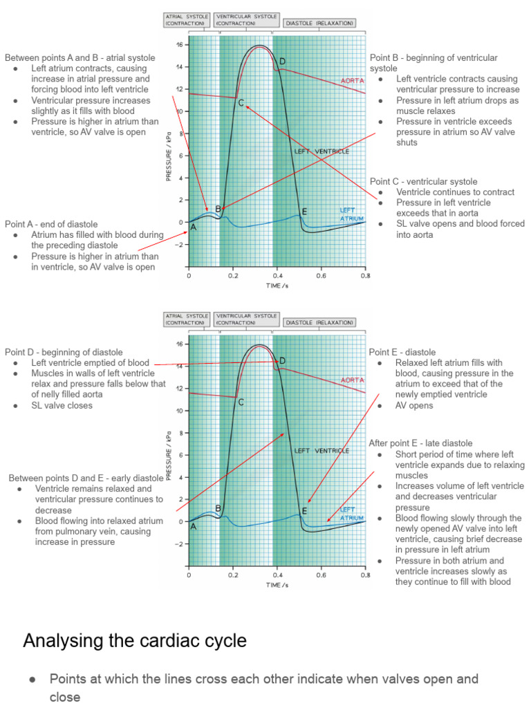 Cardiac Cycle | PDF | Diastole | Ventricle (Heart)