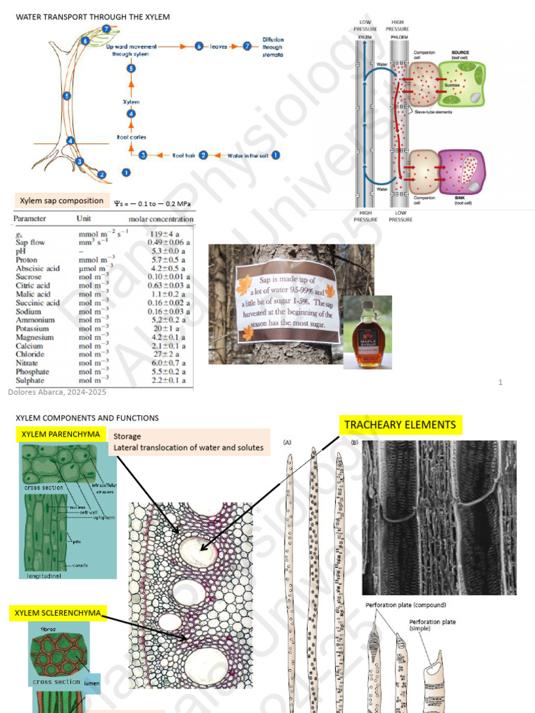08-Water Transport Through The Xylem | PDF | Branches Of Botany | Plant ...
